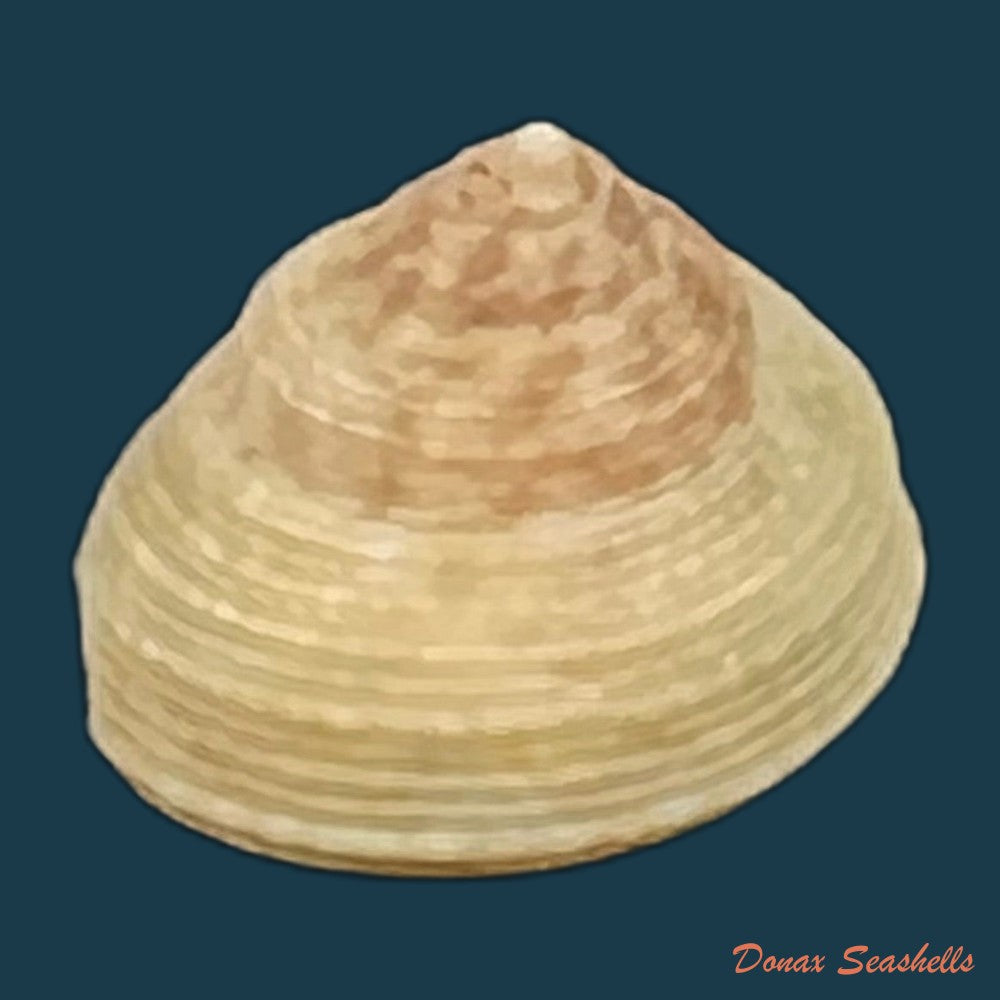 agathistoma-lividomaculatum-c-b-adams-1845-15-1mm-copia