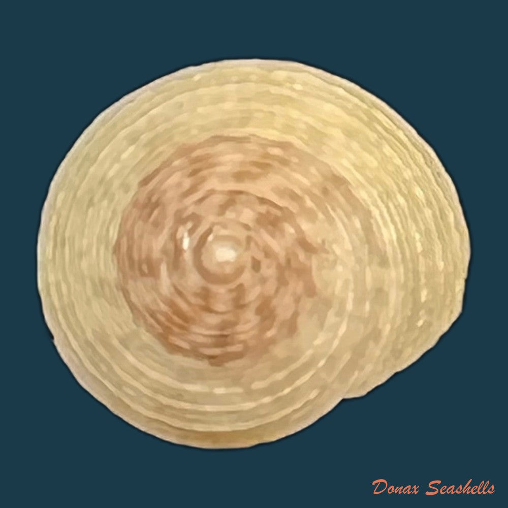 agathistoma-lividomaculatum-c-b-adams-1845-15-1mm-copia