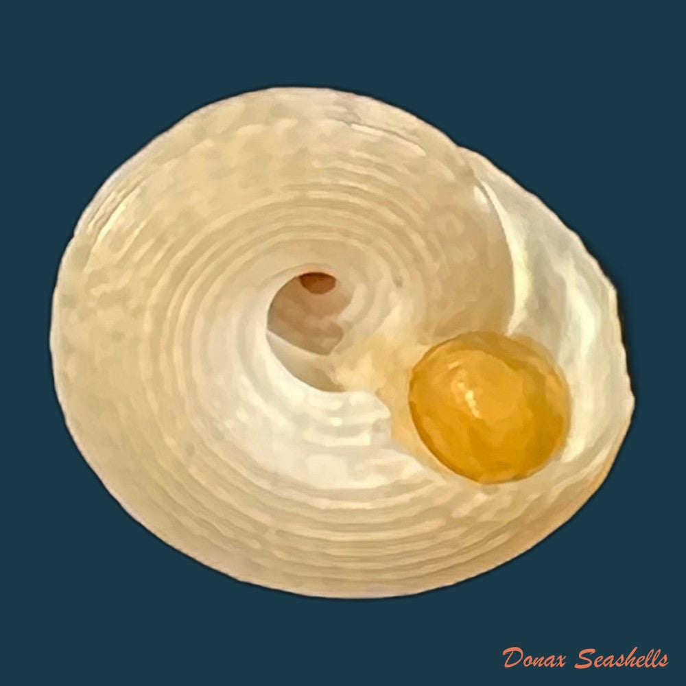 agathistoma-lividomaculatum-c-b-adams-1845-15-1mm-copia