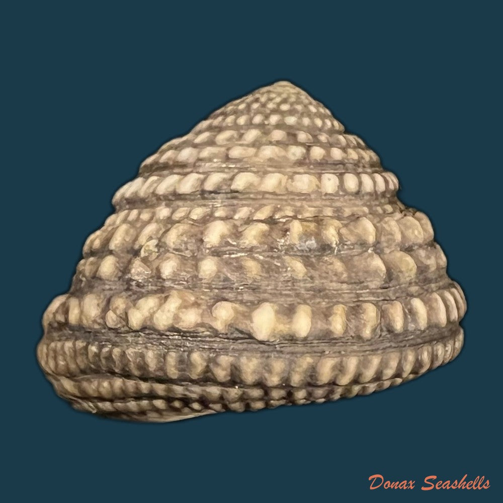agathistoma-viridulum-gmelin-1791-15-8mm-copia