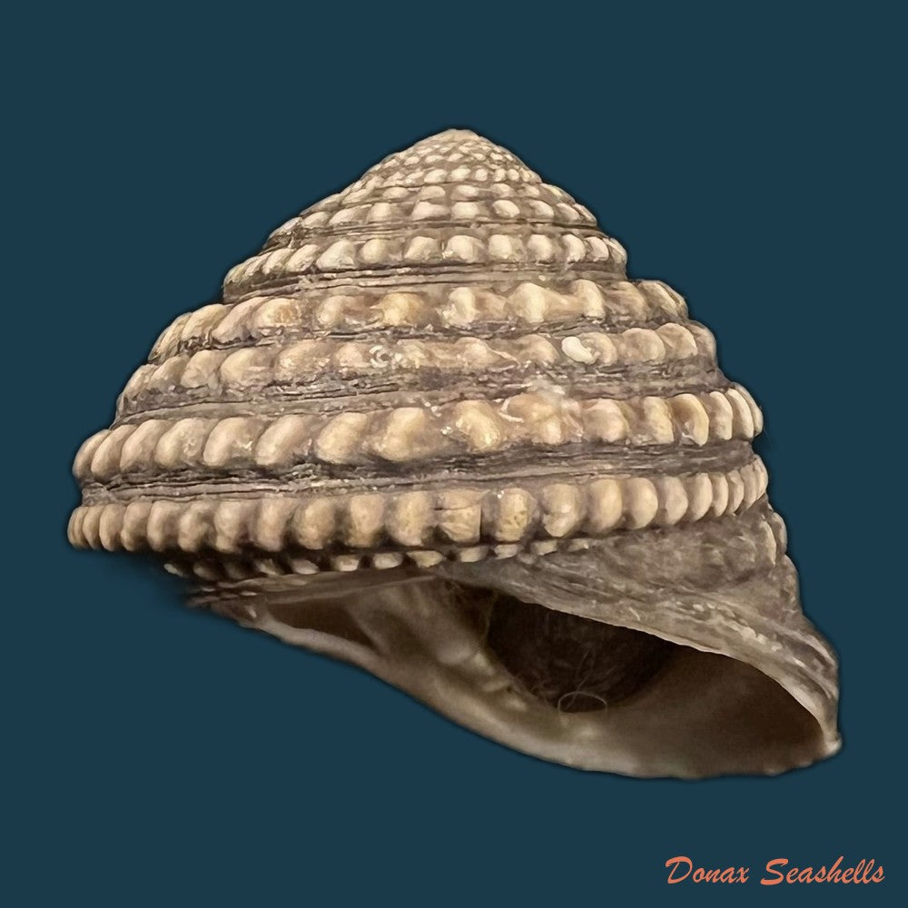 agathistoma-viridulum-gmelin-1791-15-8mm-copia