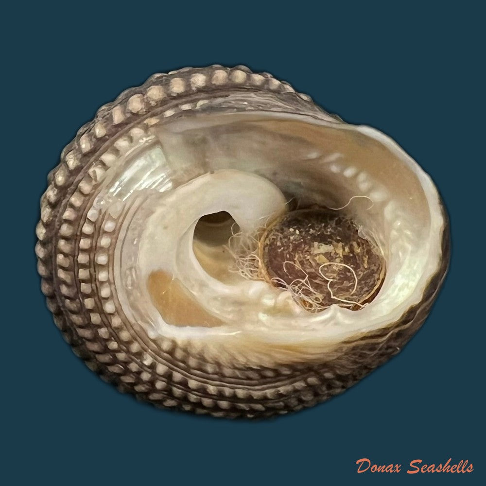 agathistoma-viridulum-gmelin-1791-15-8mm-copia