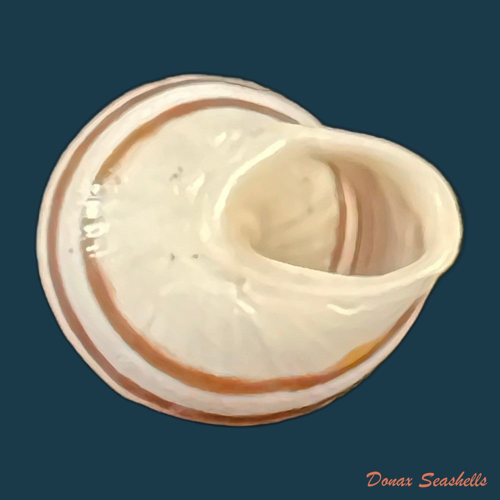 alabastrina-kiffansensis-pallary-1926-17-3mm-copia