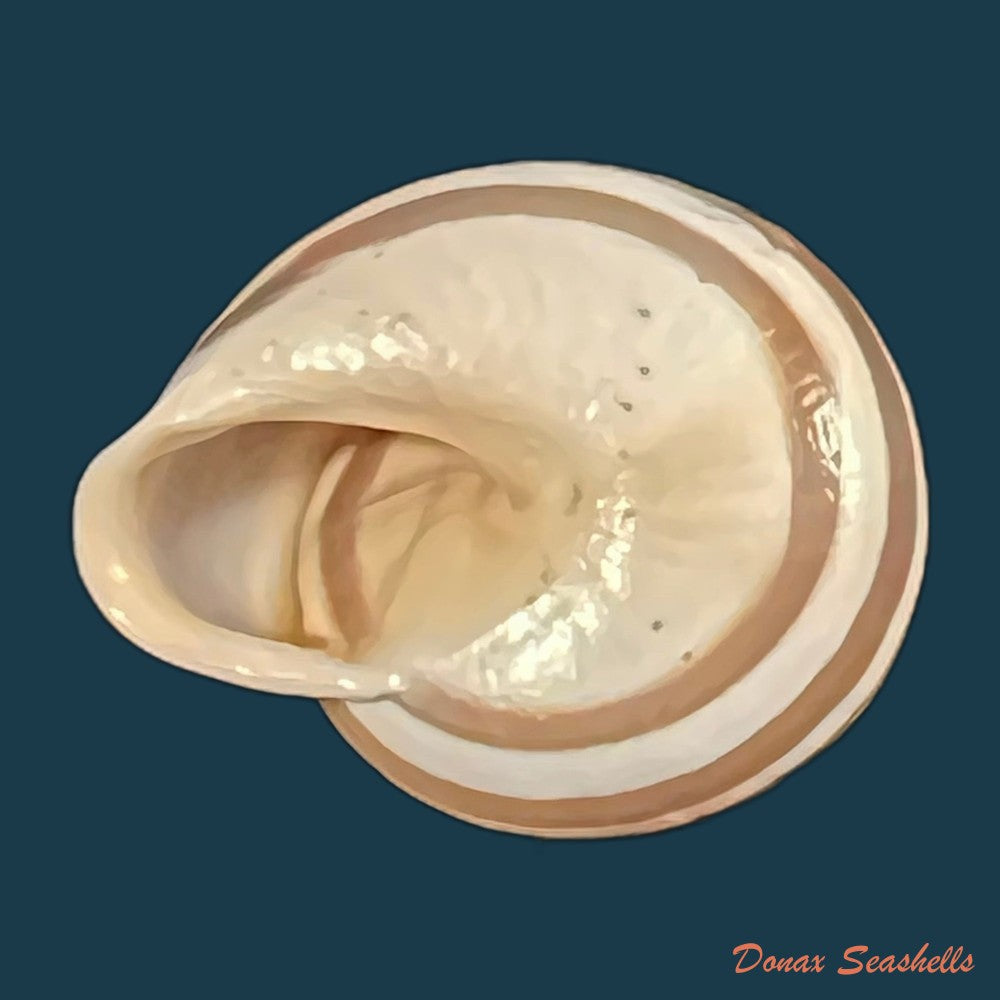 alabastrina-subvanvincquiae-pallary-1904-21-8mm-copia
