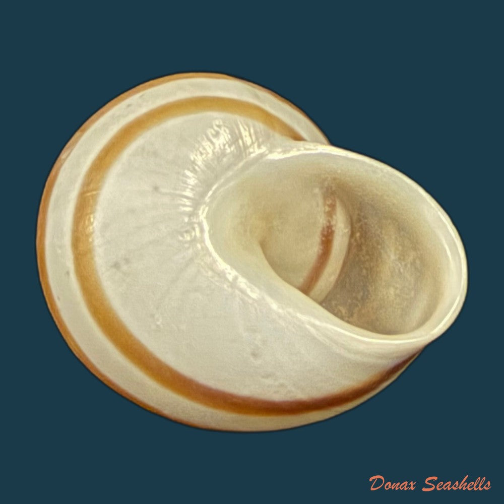 alabastrina-tilmiratensis-pallary-1933-24-4mm-copia