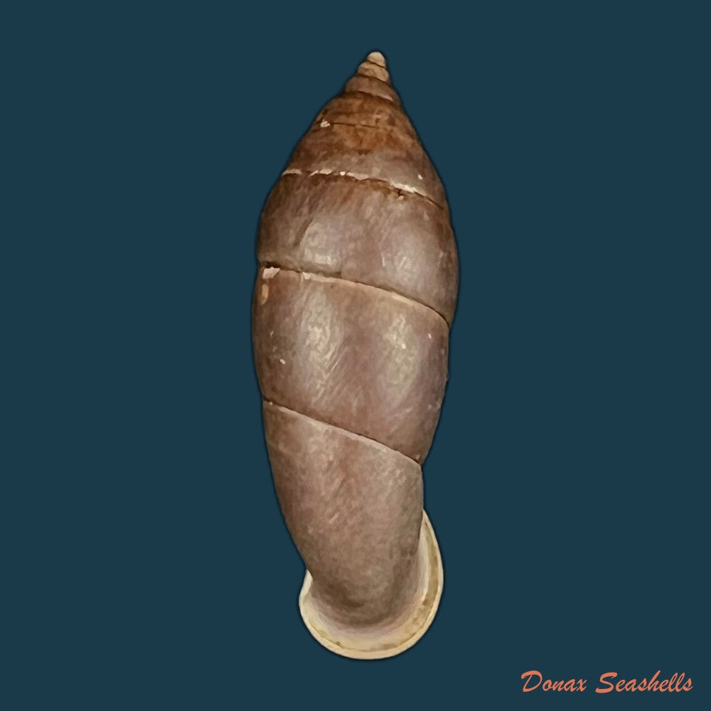 albinaria-hippolyti-aphrodite-boettger-1883-19-1mm-copia