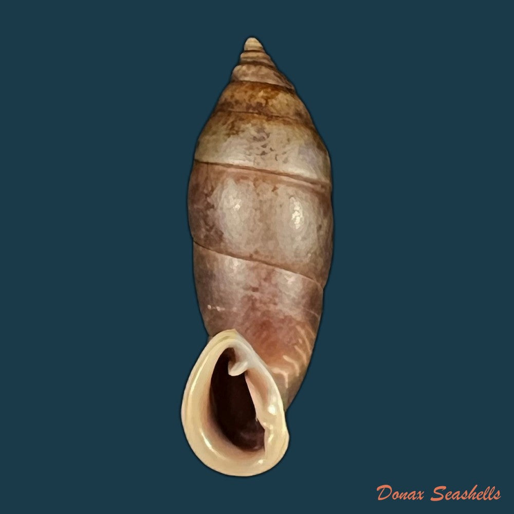 albinaria-hippolyti-aphrodite-boettger-1883-19-1mm-copia