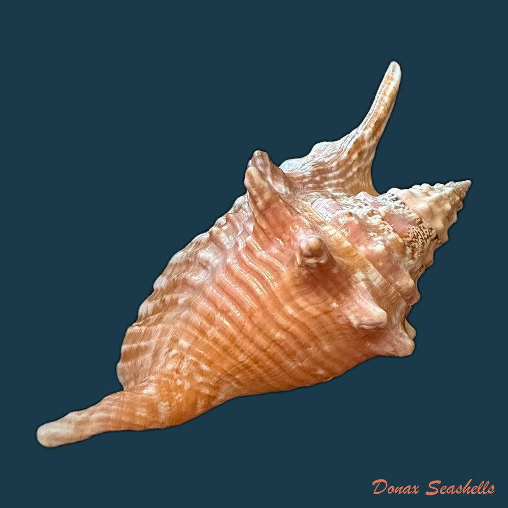 aliger-gallus-linnaeus-1758-102-2mm-copia