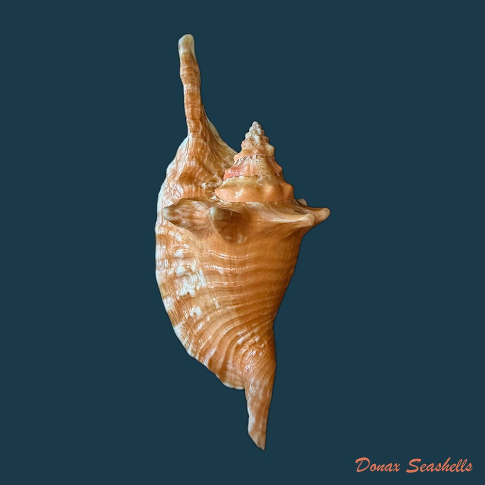 aliger-gallus-linnaeus-1758-102mm-copia