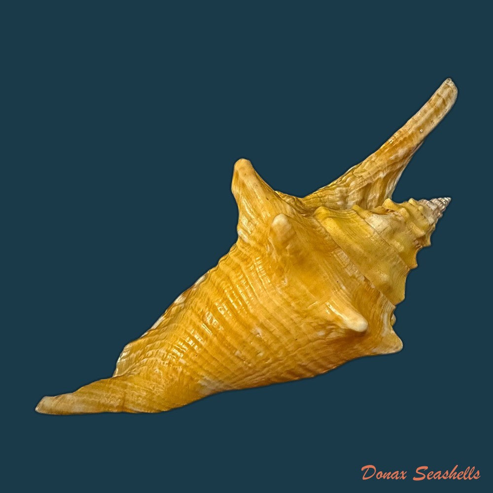 aliger-gallus-linnaeus-1758-104-7mm-copia