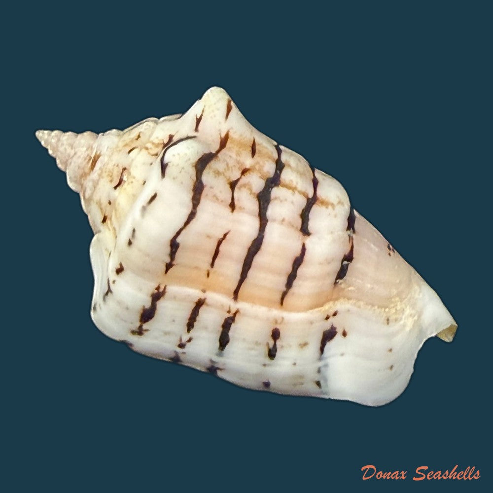 aliger-gallus-linnaeus-1758-109-3mm-copia