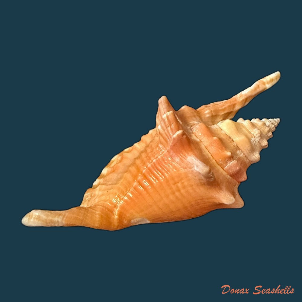 aliger-gallus-linnaeus-1758-113-4mm-copia
