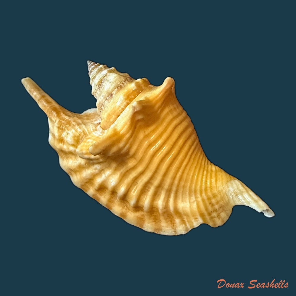 aliger-gallus-linnaeus-1758-118mm-copia