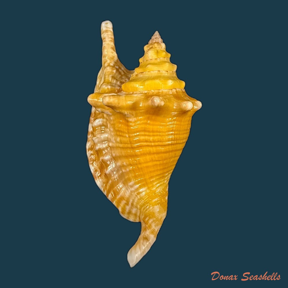 aliger-gallus-linnaeus-1758-124-7mm-copia