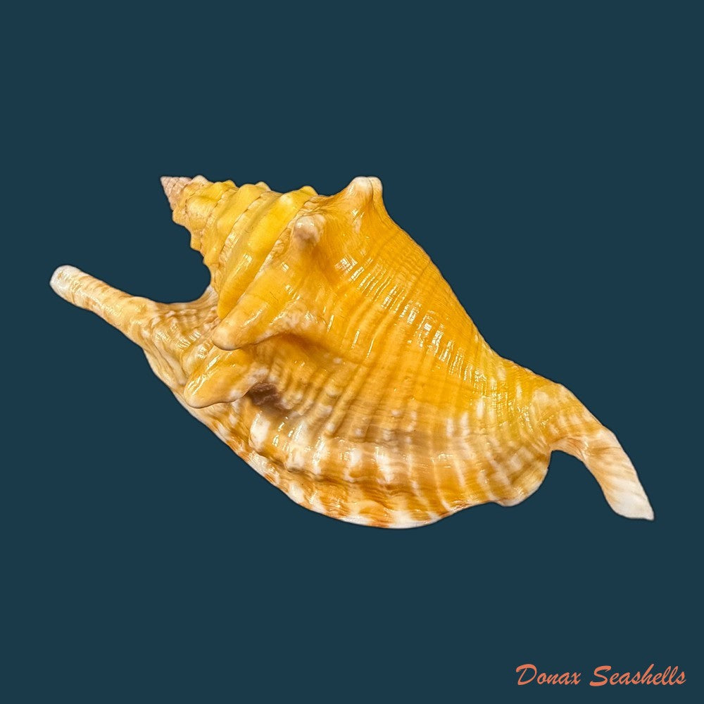 aliger-gallus-linnaeus-1758-124-7mm-copia