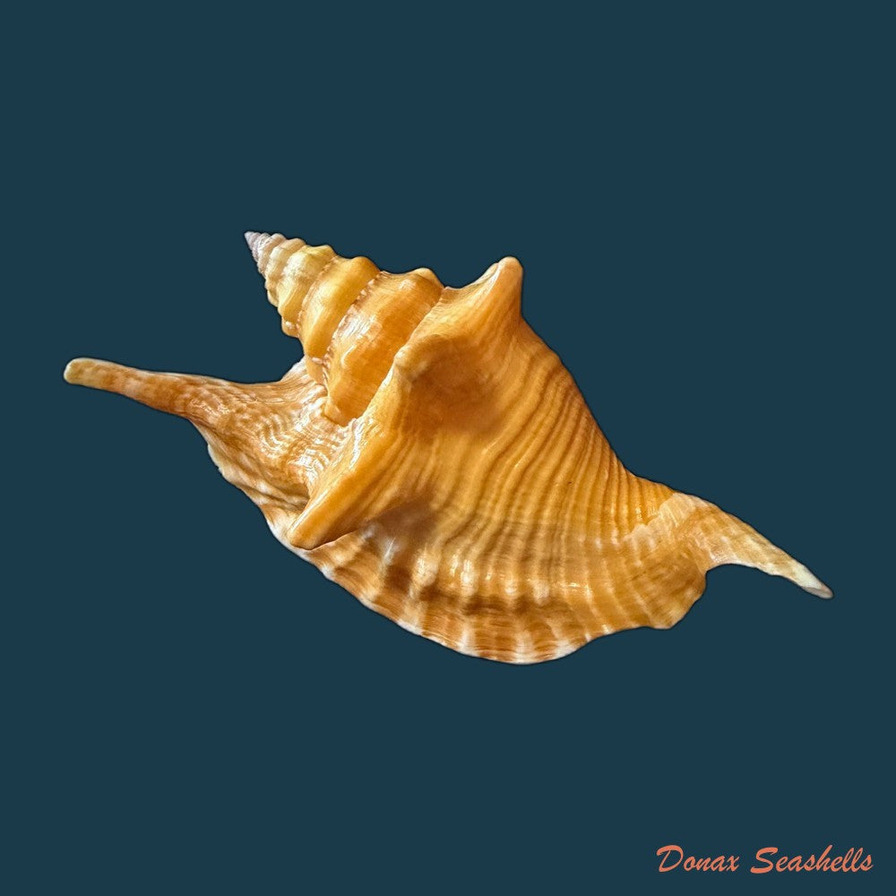 aliger-gallus-linnaeus-1758-129-1mm-copia-copia