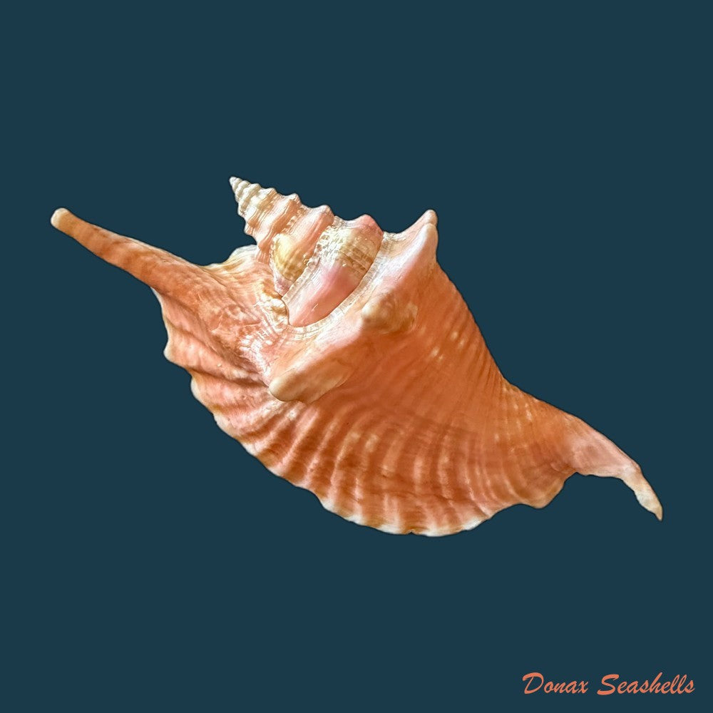 aliger-gallus-linnaeus-1758-130-1mm-copia