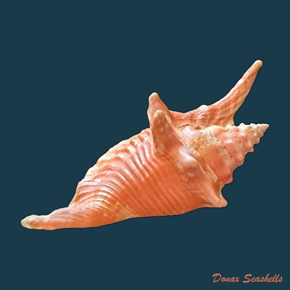 aliger-gallus-linnaeus-1758-130-1mm-copia