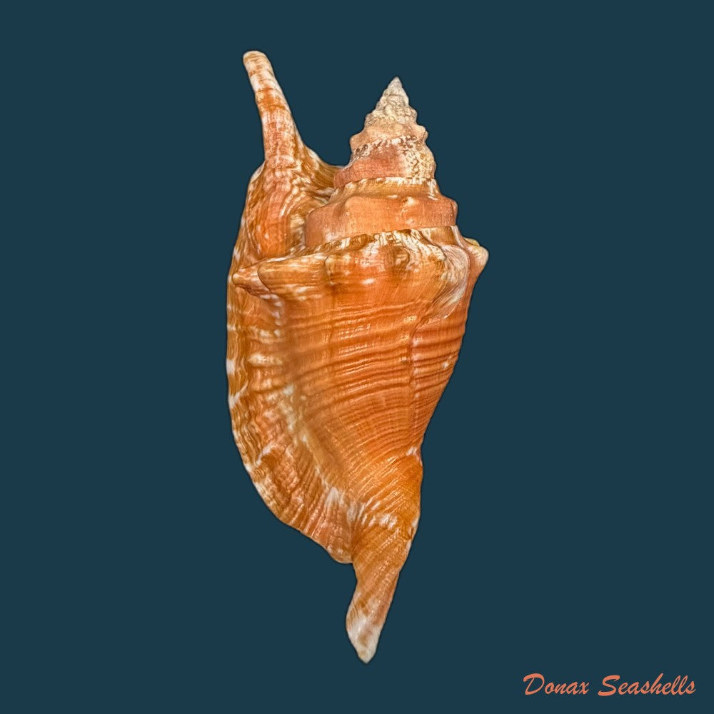 aliger-gallus-linnaeus-1758-91mm-copia