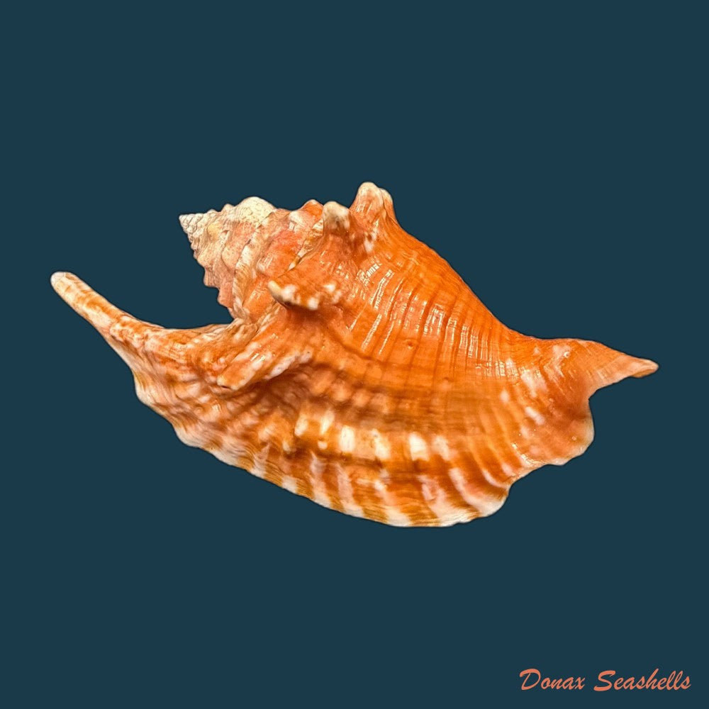 aliger-gallus-linnaeus-1758-98-8mm-copia