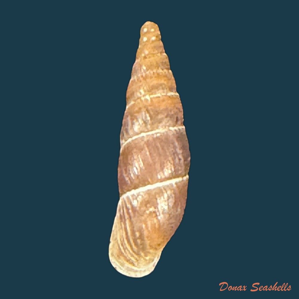 alopia-livida-menke-1828-17-3mm-copia