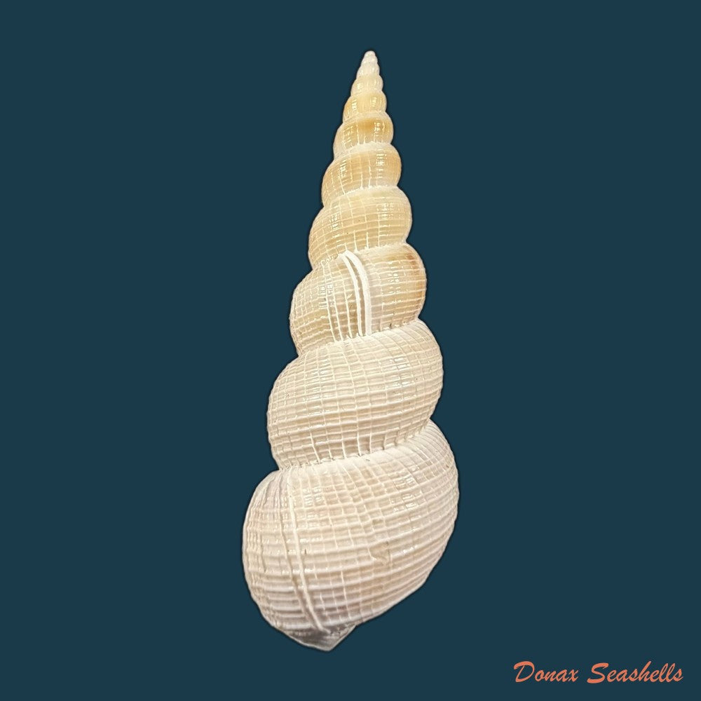 amaea-ferminiana-dall-1908-55mm-copia