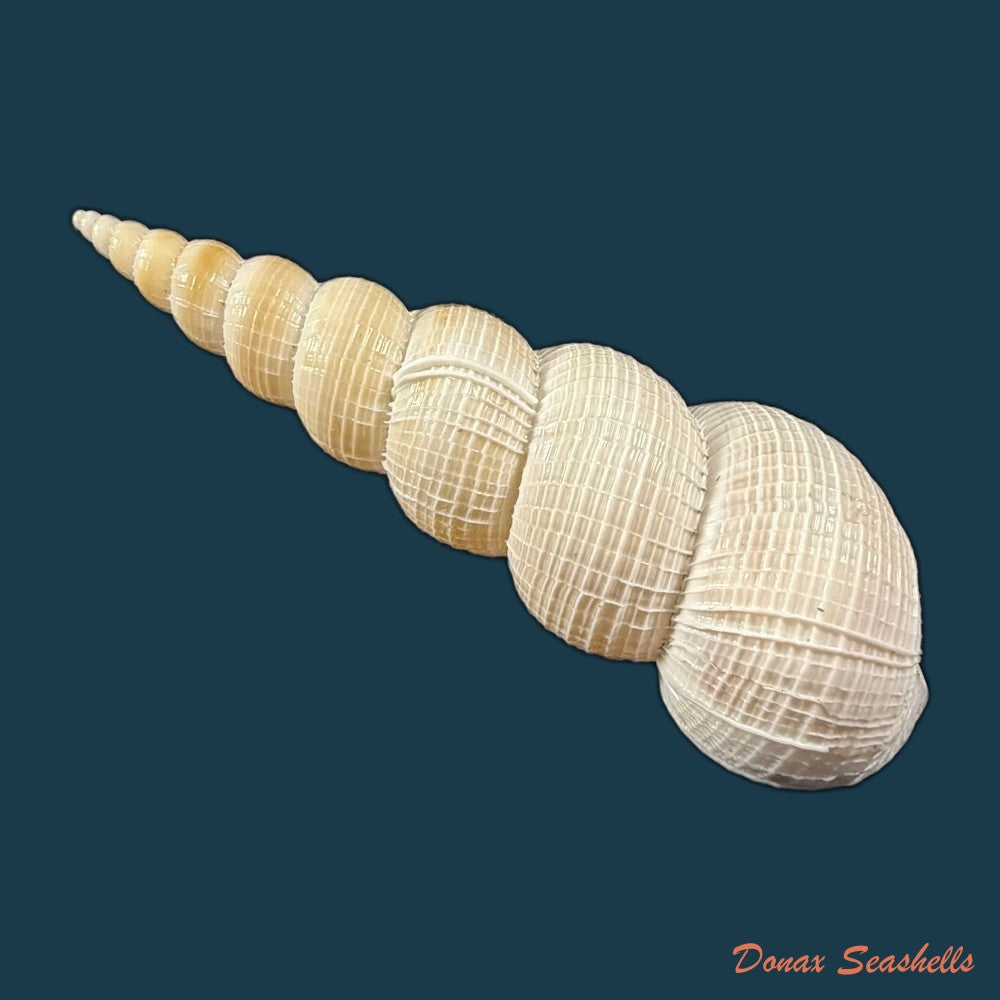 amaea-ferminiana-dall-1908-55mm-copia