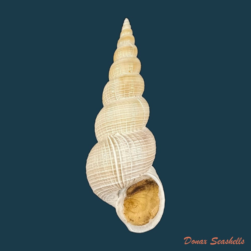 amaea-ferminiana-dall-1908-55mm-copia