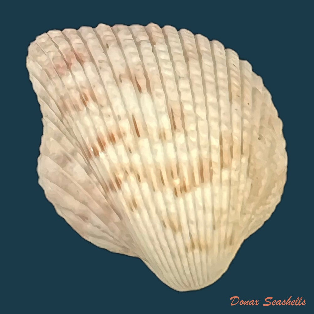 americardia-media-linnaeus-1758-27-7mm-copia