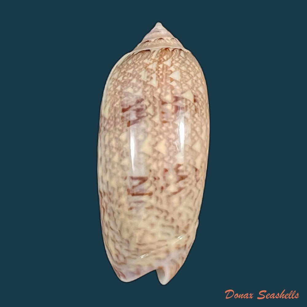 americoliva-circinata-marrat-1871-49-9mm-copia