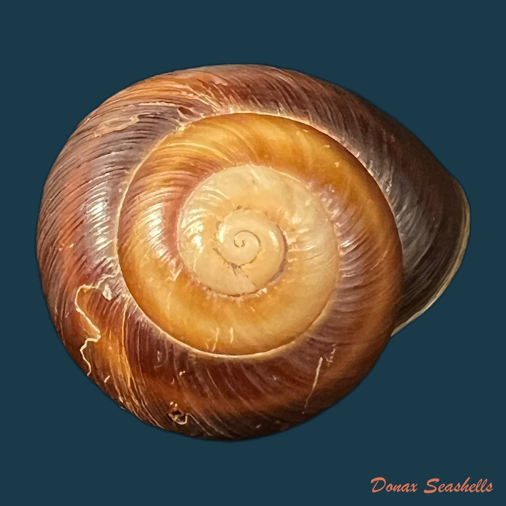 ampelita-robillardi-h-adams-angas-1876-31-2mm-copia