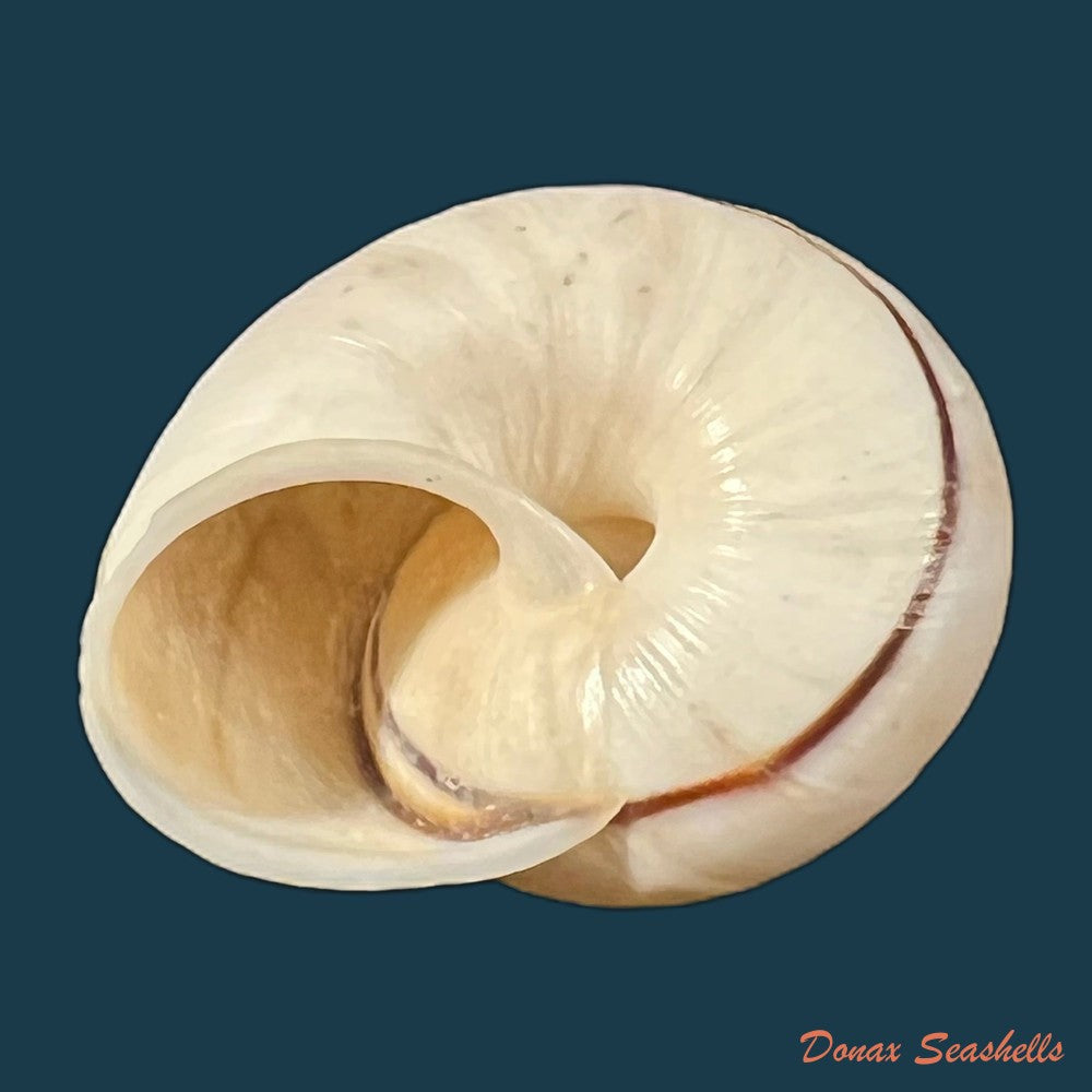 ampelita-robillardi-h-adams-angas-1876-31-3mm-copia