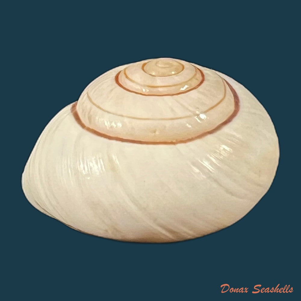 ampelita-xystera-l-pfeiffer-1841-35-4mm-copia