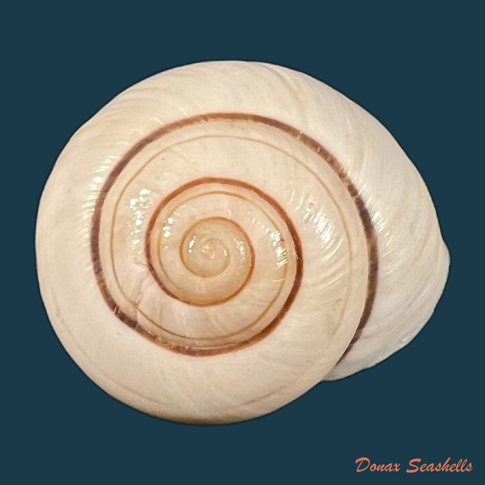 ampelita-xystera-l-pfeiffer-1841-35-4mm-copia