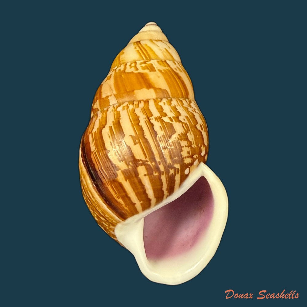 amphidromus-cambojiensis-reeve-1860-51-1mm-copia-1