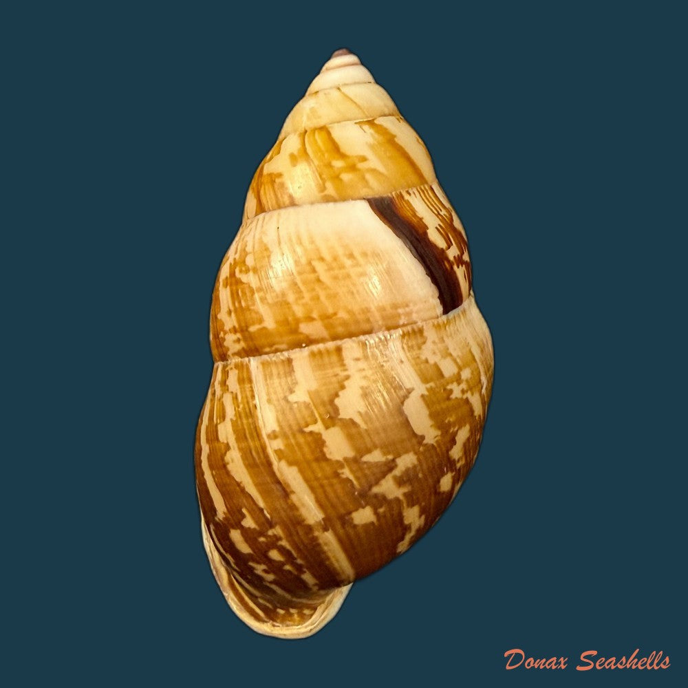 amphidromus-cambojiensis-reeve-1860-51-1mm-copia-1