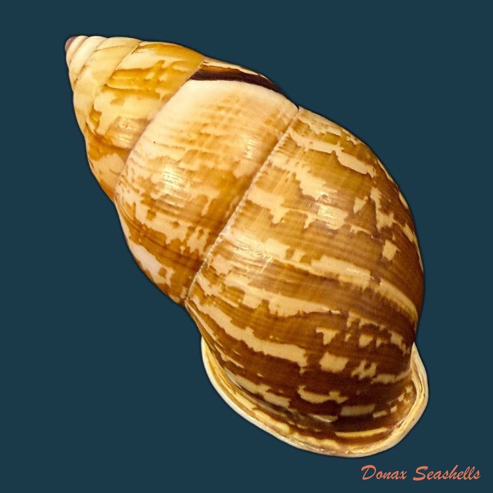 amphidromus-cambojiensis-reeve-1860-51-1mm-copia-1