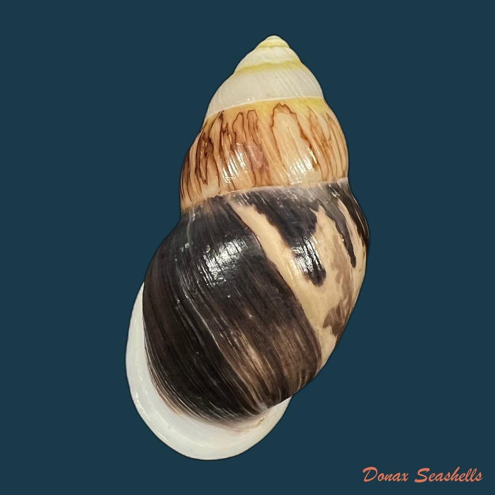 amphidromus-cambojiensis-reeve-1860-51-1mm-copia