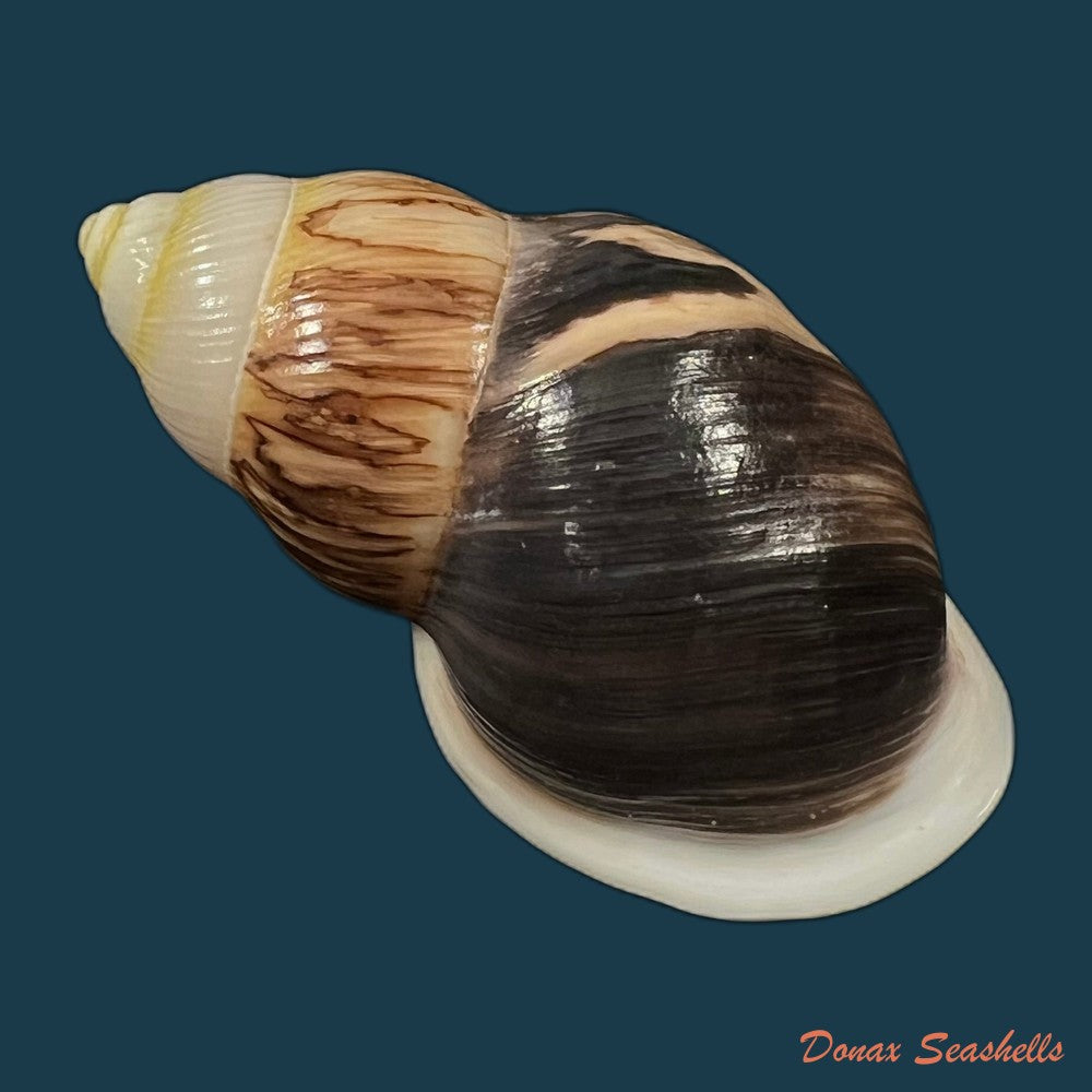 amphidromus-cambojiensis-reeve-1860-51-1mm-copia