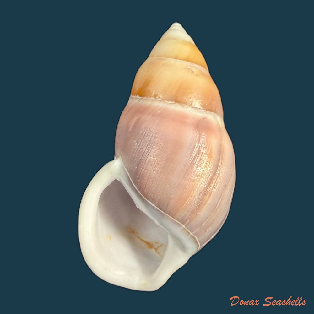 amphidromus-cambojiensis-reeve-1860-69-4mm-copia