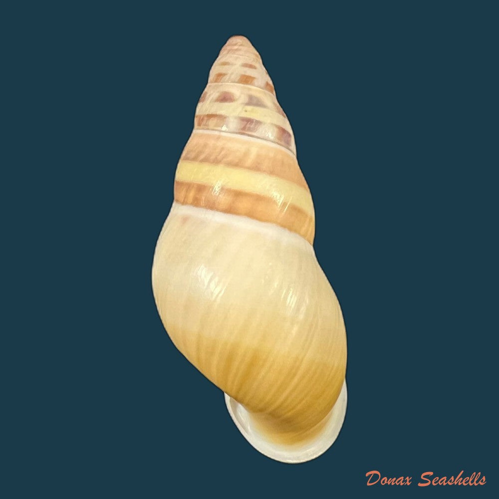 amphidromus-contrarius-hanieli-rensch-1931-38-5mm-copia