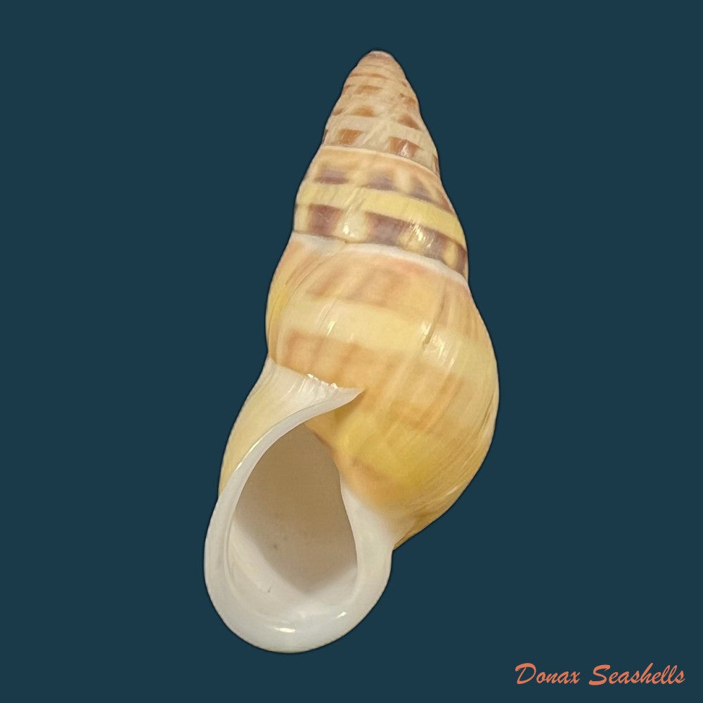amphidromus-contrarius-hanieli-rensch-1931-38-5mm-copia