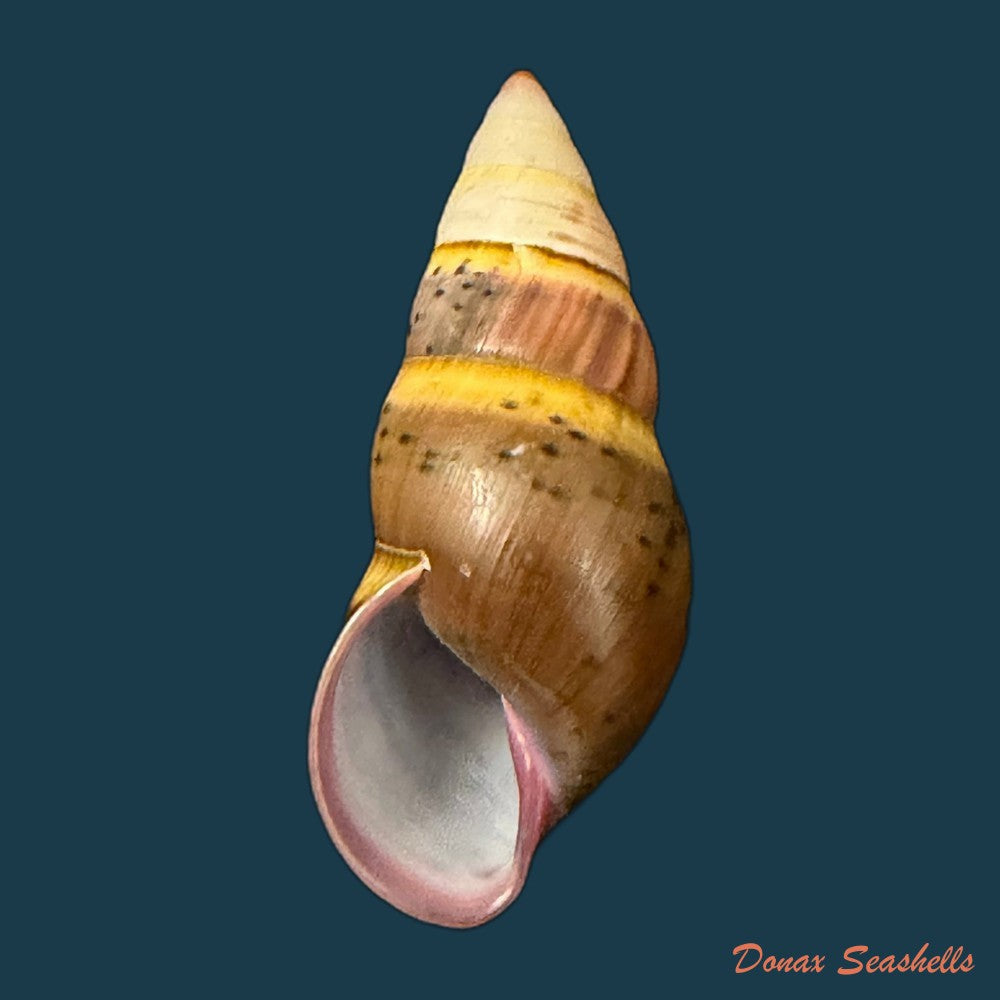 amphidromus-costifer-e-a-smith-1893-55-5mm-copia