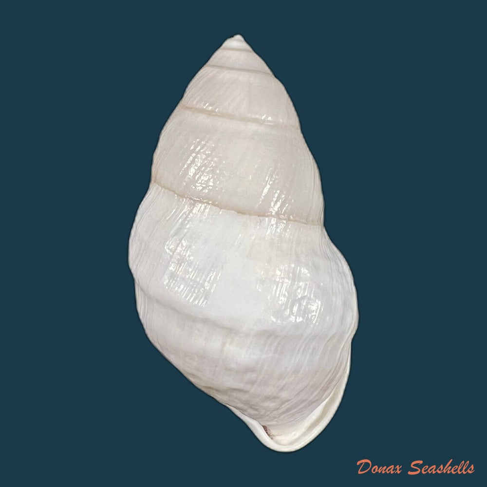 amphidromus-furcillatus-mousson-1849-30-6mm-copia