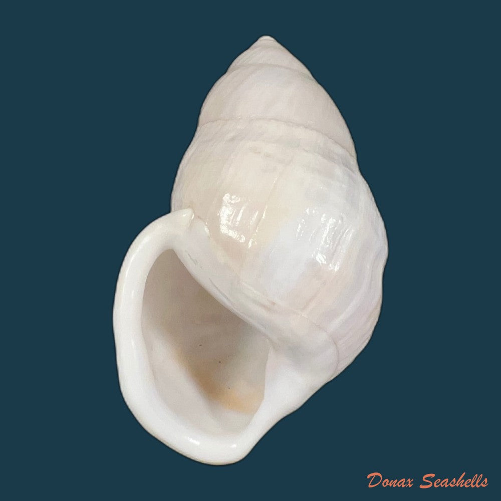 amphidromus-furcillatus-mousson-1849-30-6mm-copia