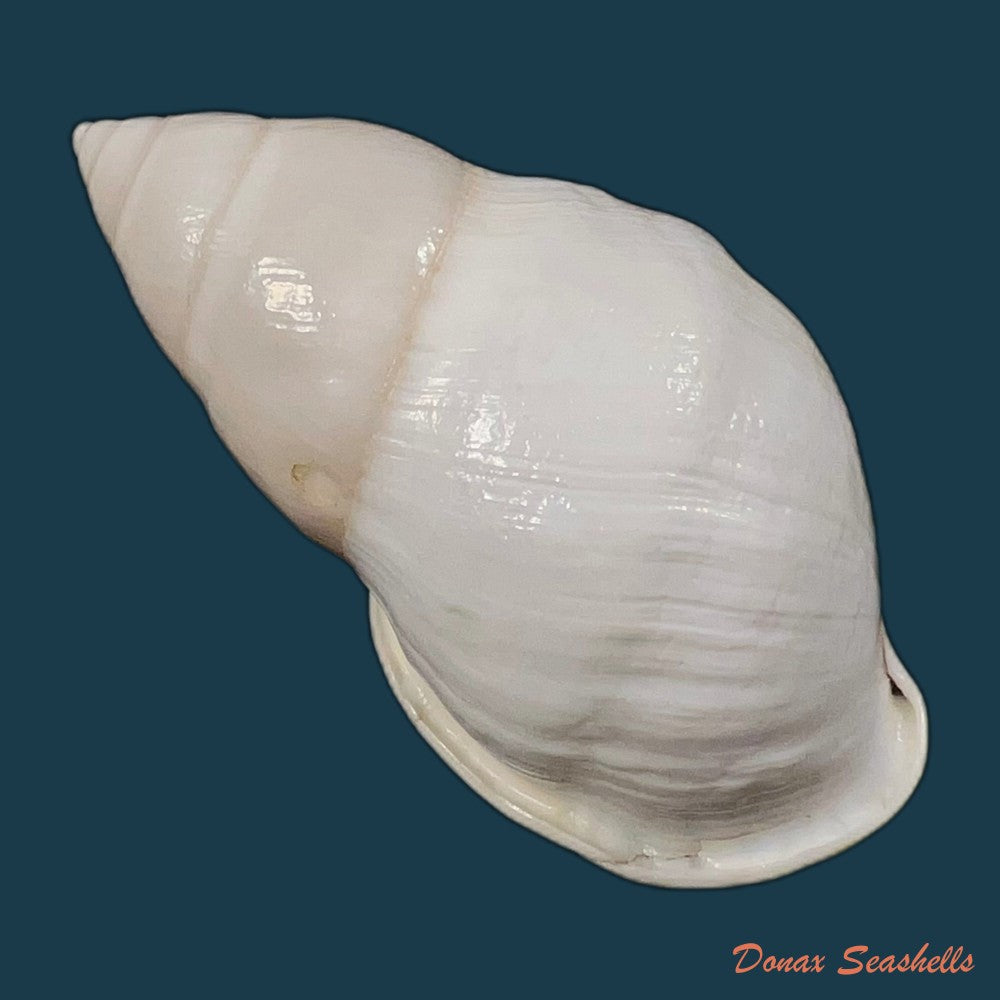 amphidromus-ingens-mollendorff-1900-63-3mm-copia