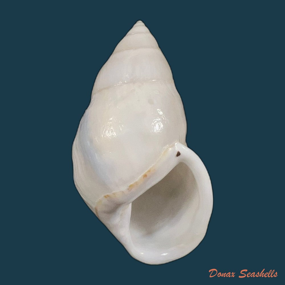 amphidromus-ingens-mollendorff-1900-63-3mm-copia