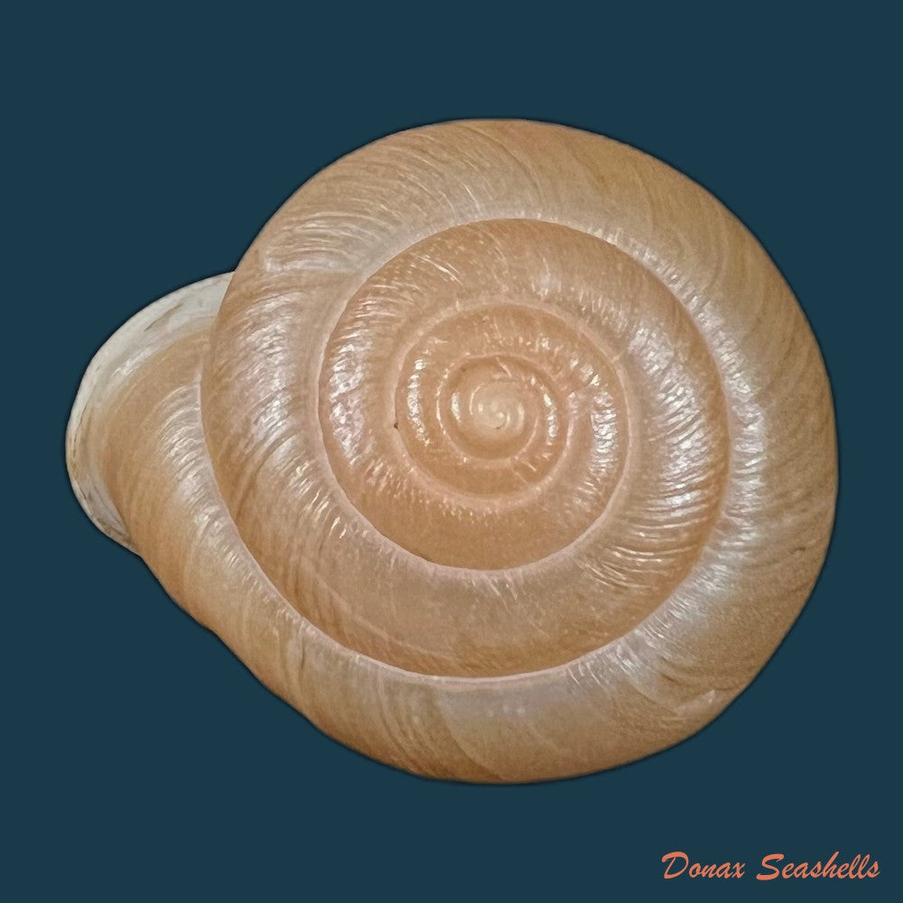 amphidromus-ingens-mollendorff-1900-66-9mm-copia