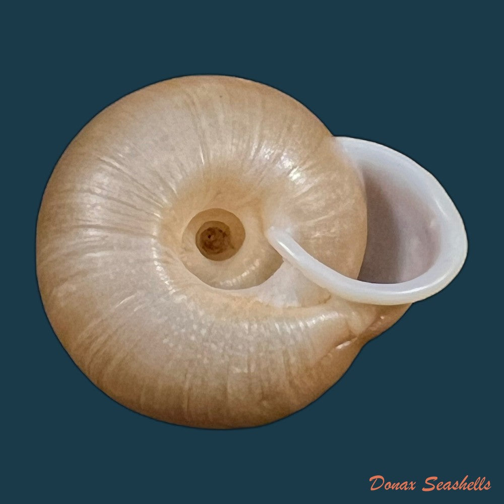 amphidromus-ingens-mollendorff-1900-66-9mm-copia