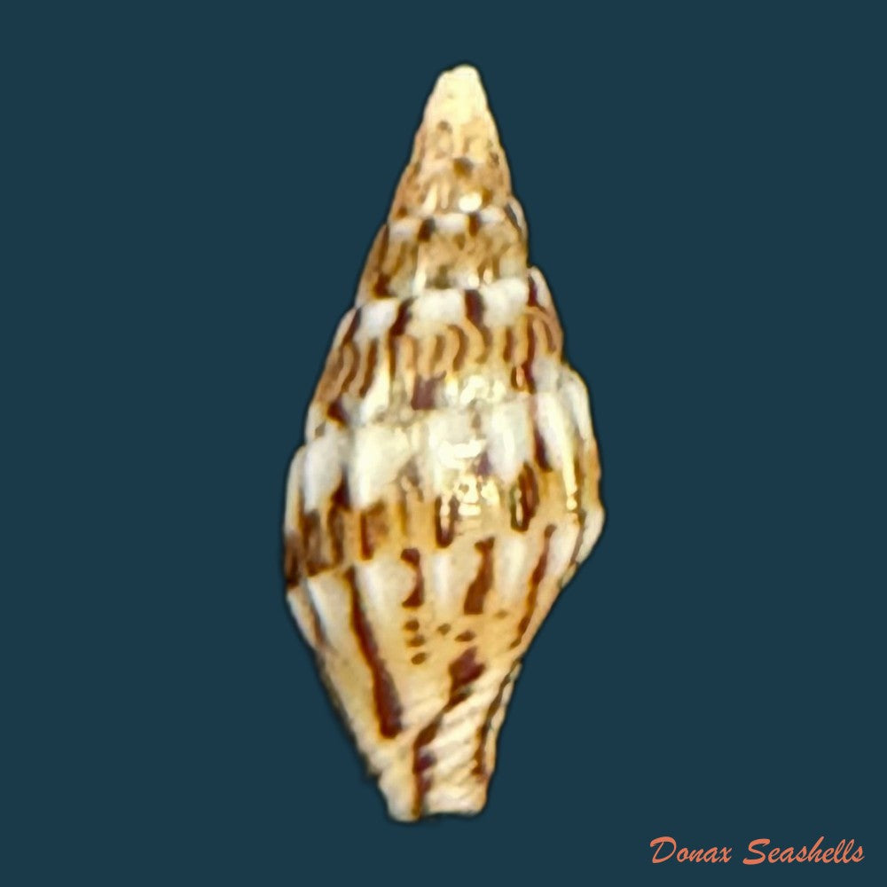 anachis-fauroti-jousseaume-1888-12-7mm-copia